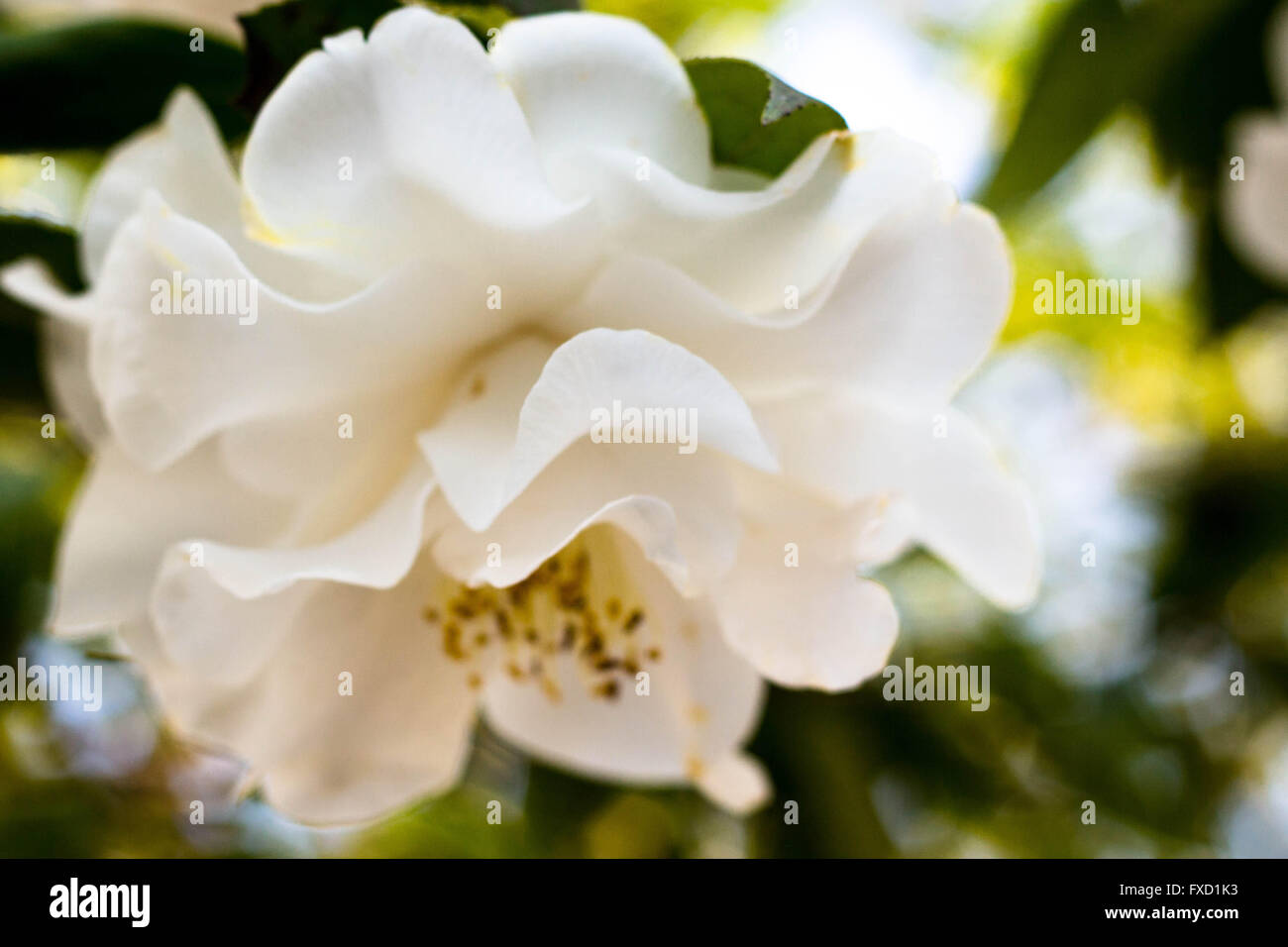 White camellia hi-res stock photography and images - Alamy