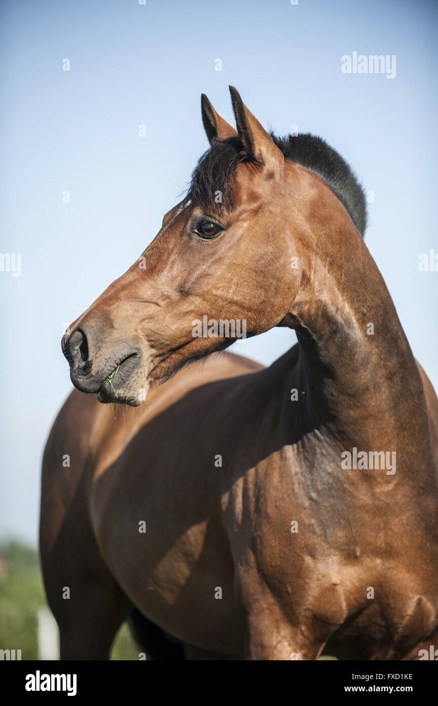 German Riding Pony Portrait Stock Photo Alamy