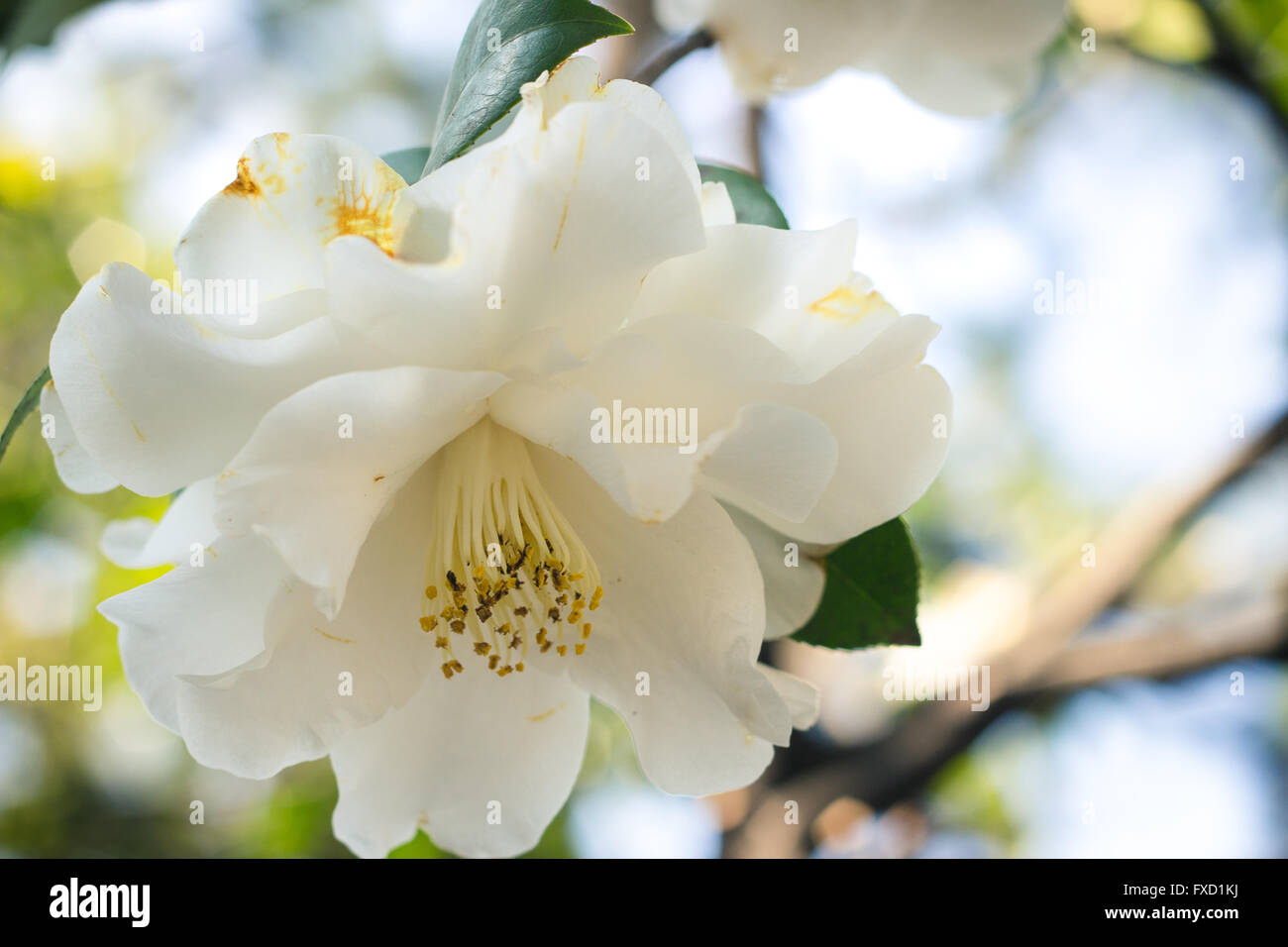 Close up selective focus of a white camellia flower. Stock Photo