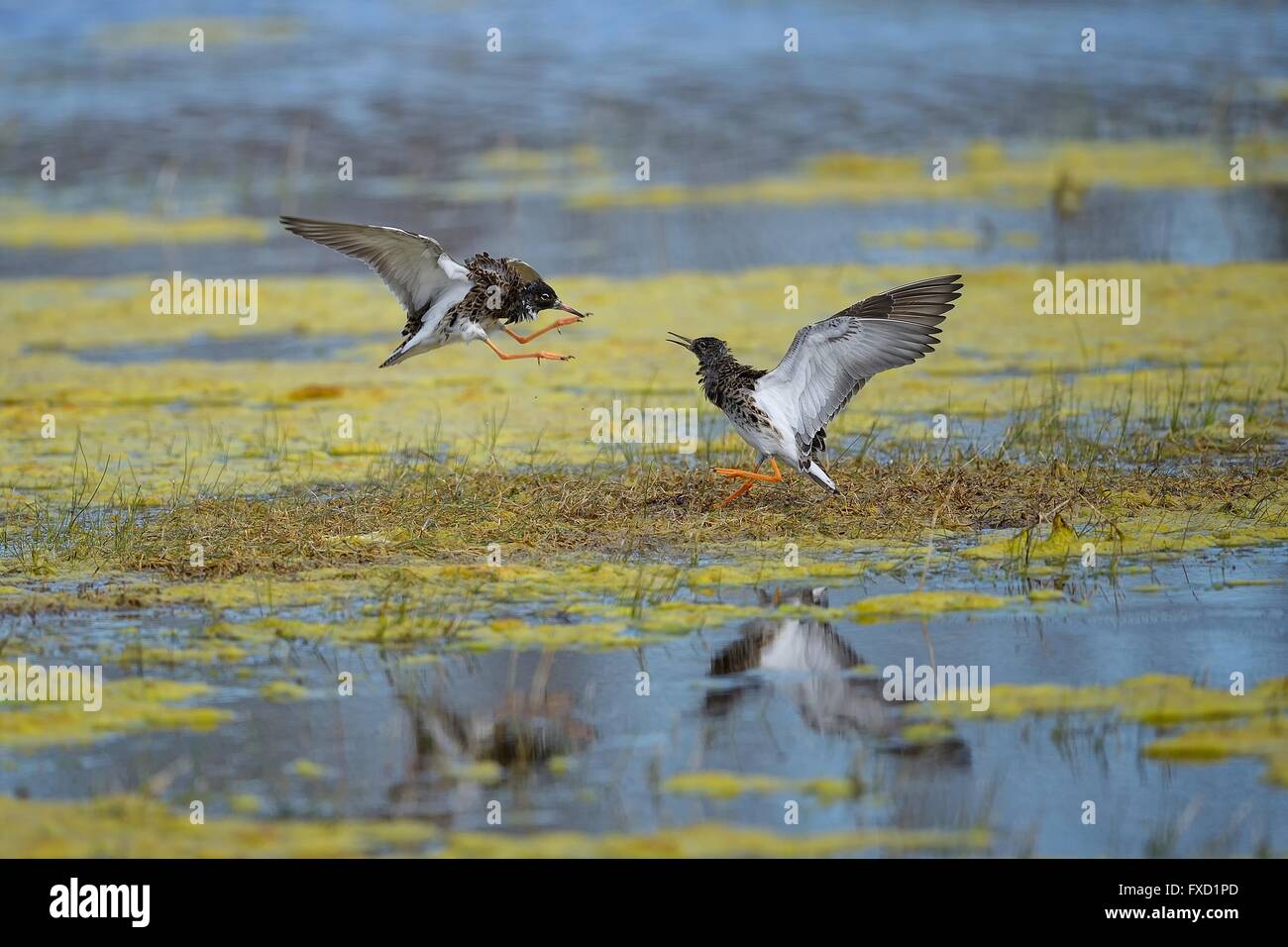 Two ruff birds hi-res stock photography and images - Alamy