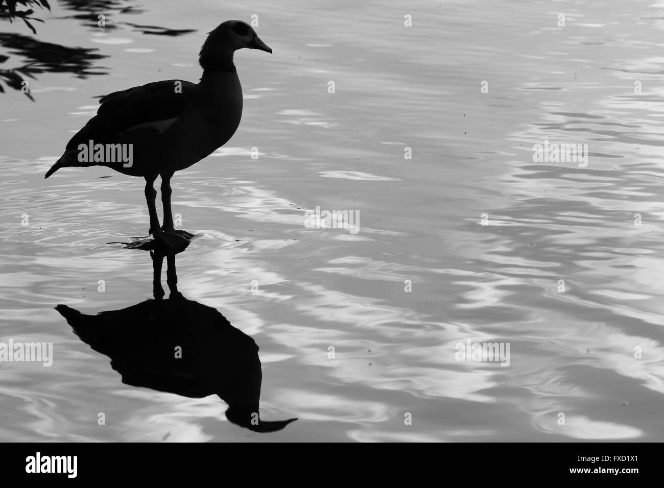 Goose Black and White Stock Photos & Images - Alamy