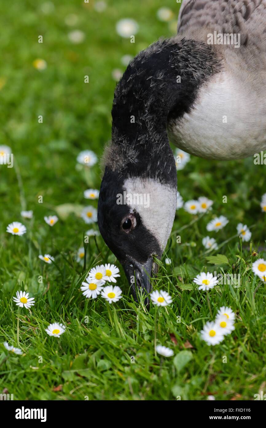 young Canada goose Stock Photo Alamy