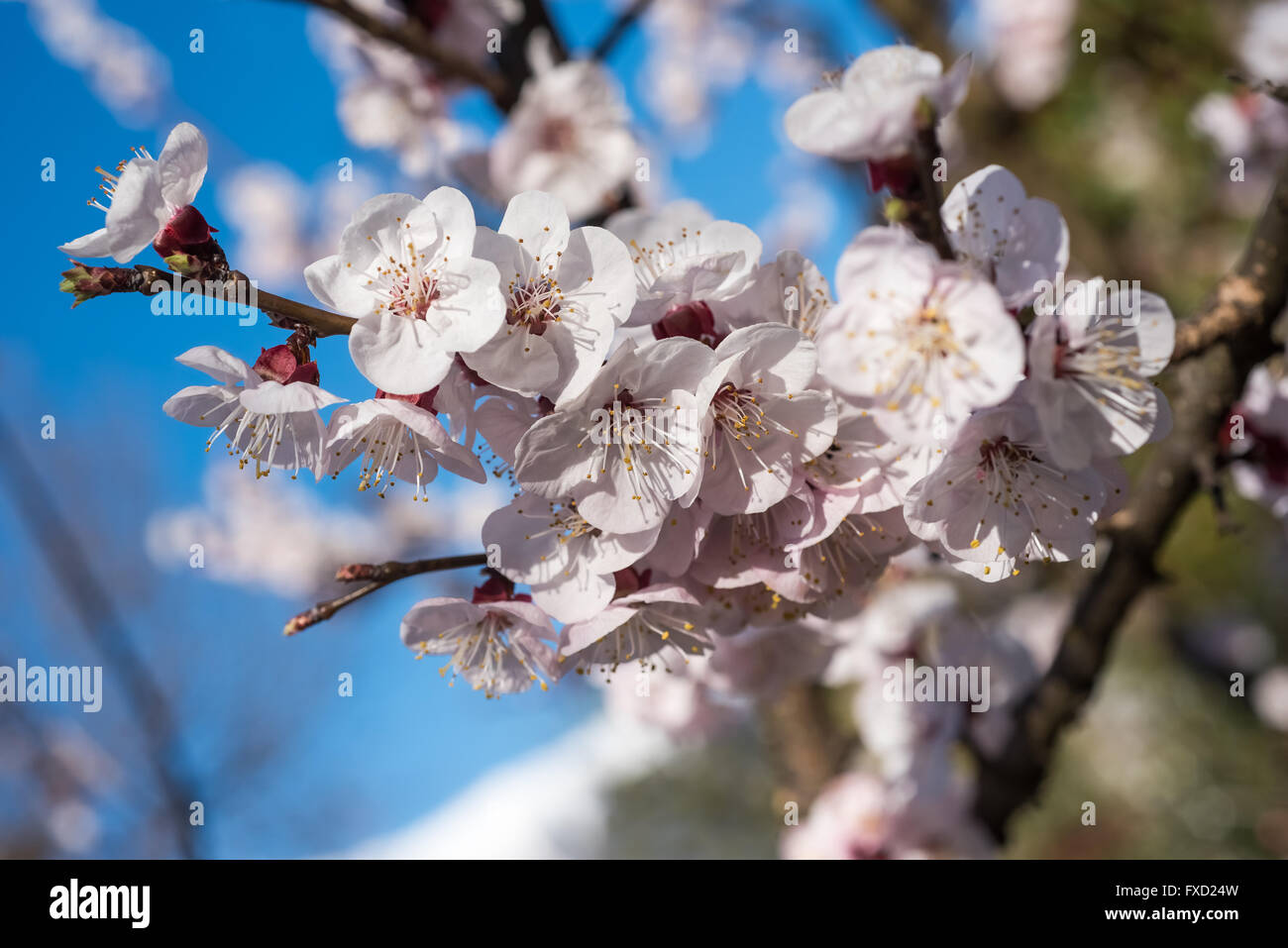 apricot flowers over blurred background Stock Photo