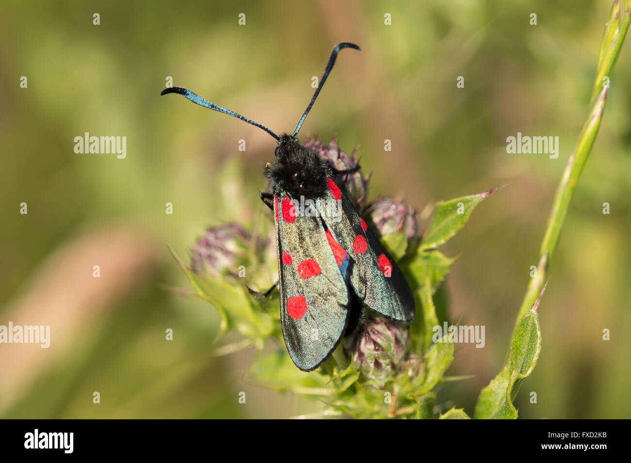 A Narrow-bordered five-spot Burnet moth (Zygaena lonicerae) on a thistle. Stock Photo