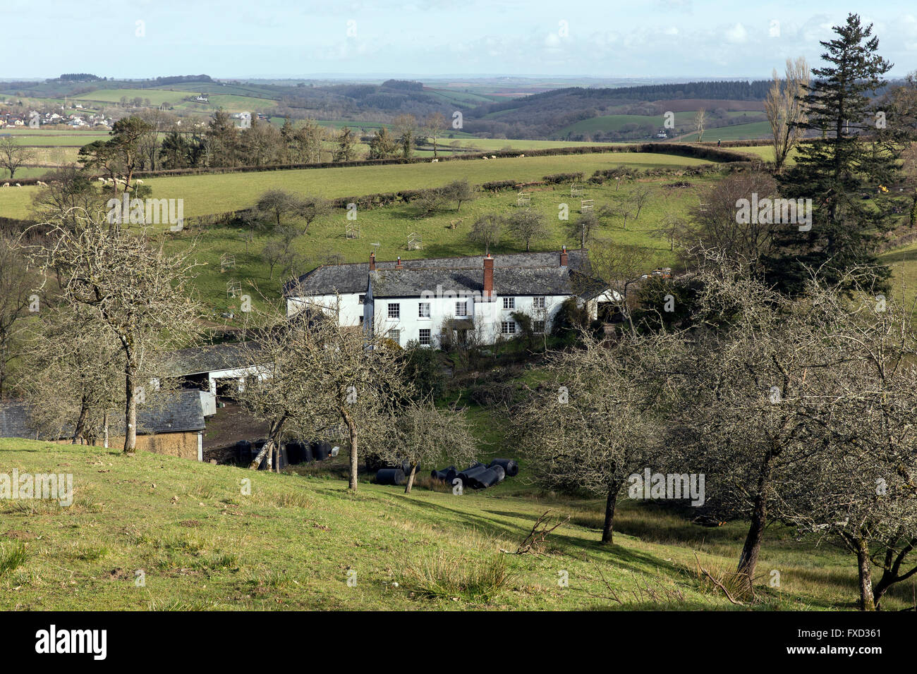Apple orchard in mid devon hires stock photography and images Alamy