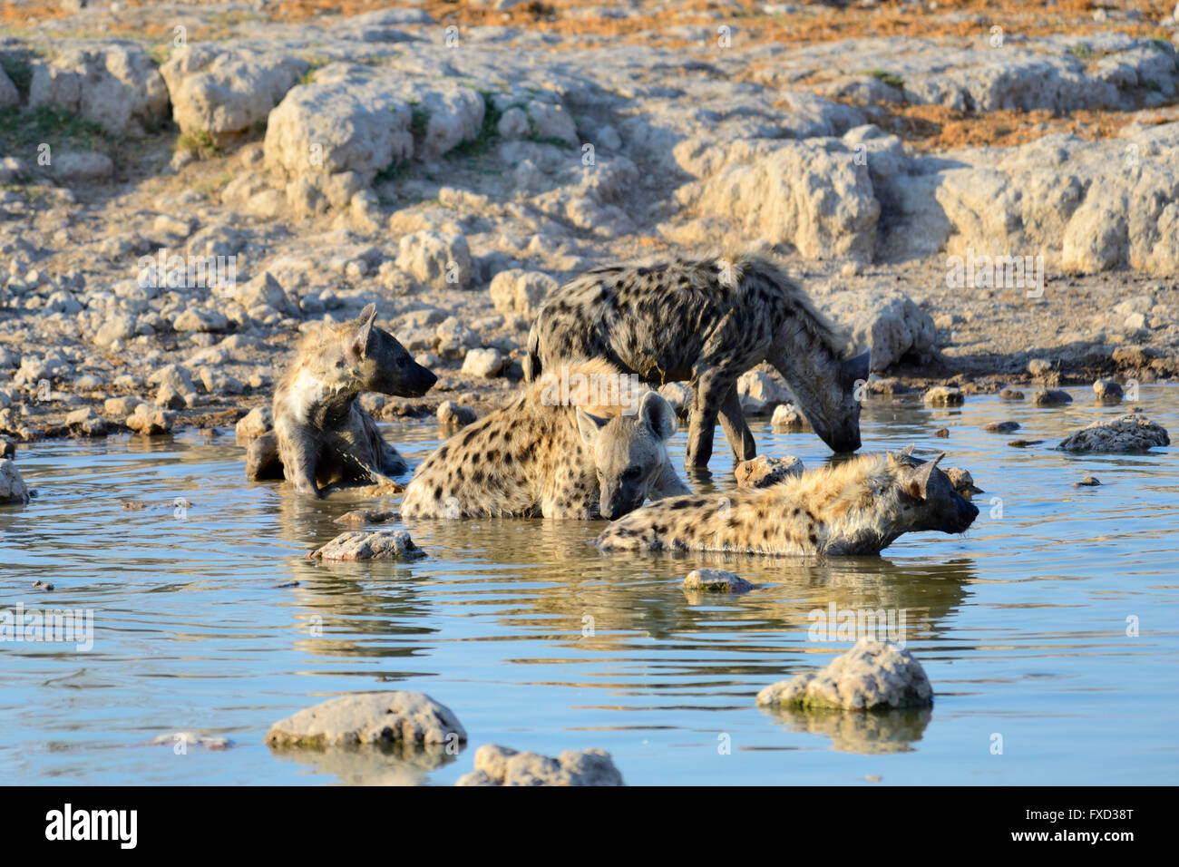 Group of Spotted hyenas (Crocuta crocuta) at Groot Okevi Waterhole in Etosha National Park, Namibia Stock Photo