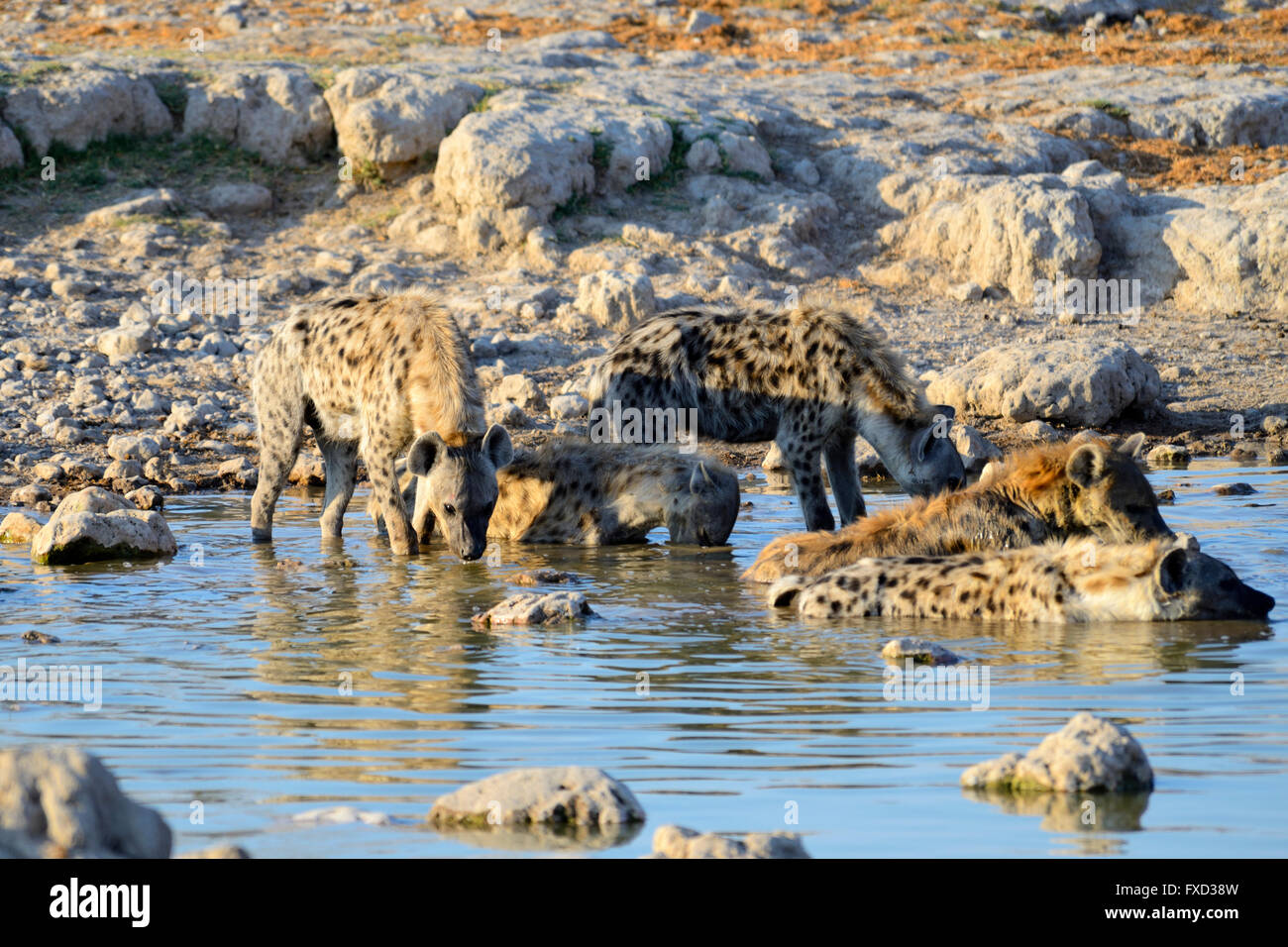 Group of Spotted hyenas (Crocuta crocuta) at Groot Okevi Waterhole in Etosha National Park, Namibia Stock Photo