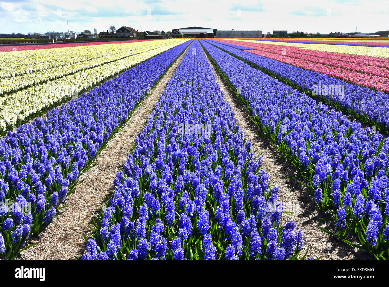 Tulips and Flowers field fields near Keukenhof Lisse Sassenheim between Leiden Haarlem and Amsterdam Stock Photo