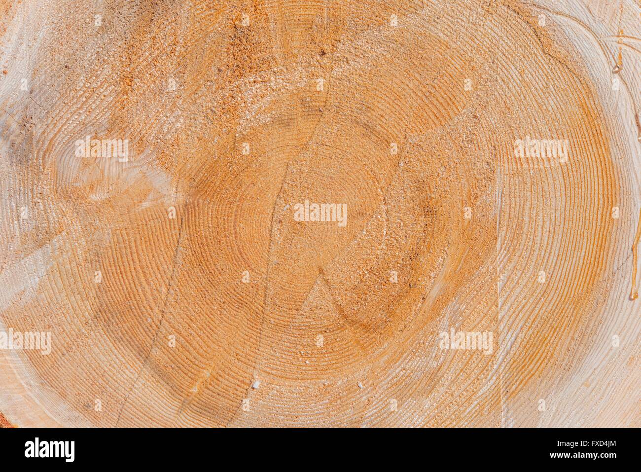 wood,wooden,tree,log,cross section,slice,pattern,background,backdrop,nature,natural,material,raw,crack,slice,sliced,cut,horizont Stock Photo