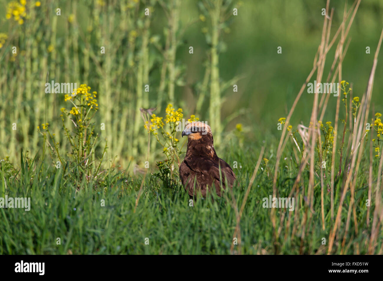 Western marsh harrier / Eurasian marsh harrier (Circus aeruginosus), female in grassland Stock Photo