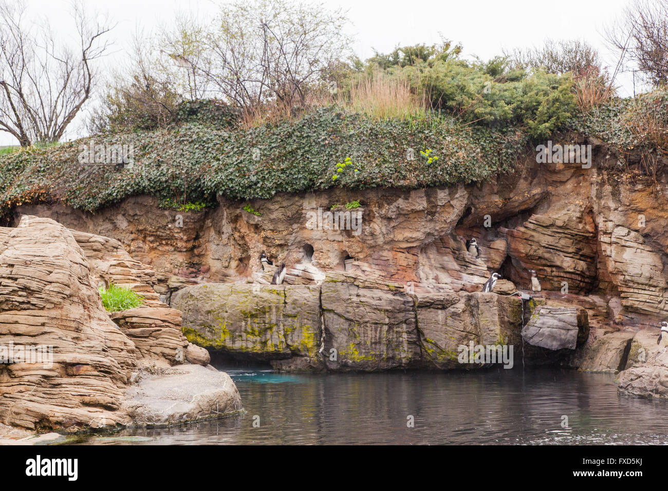 Penguin display at the New York Aquarium,Coney Island, Brooklyn, New