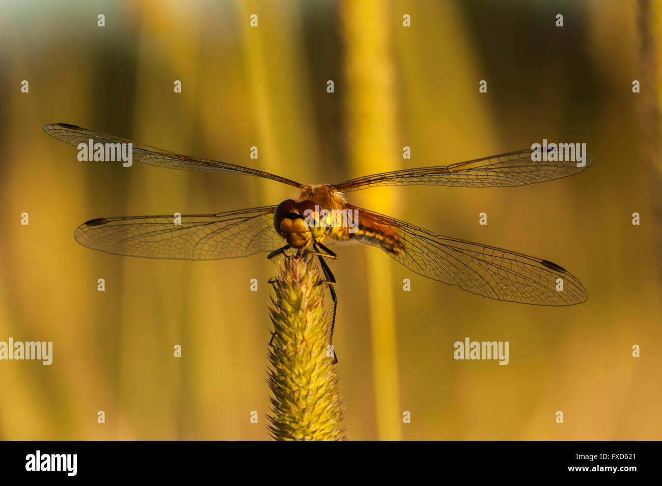 Dragonfly holding a blade of grass in the wild, macro, closeup Stock ...
