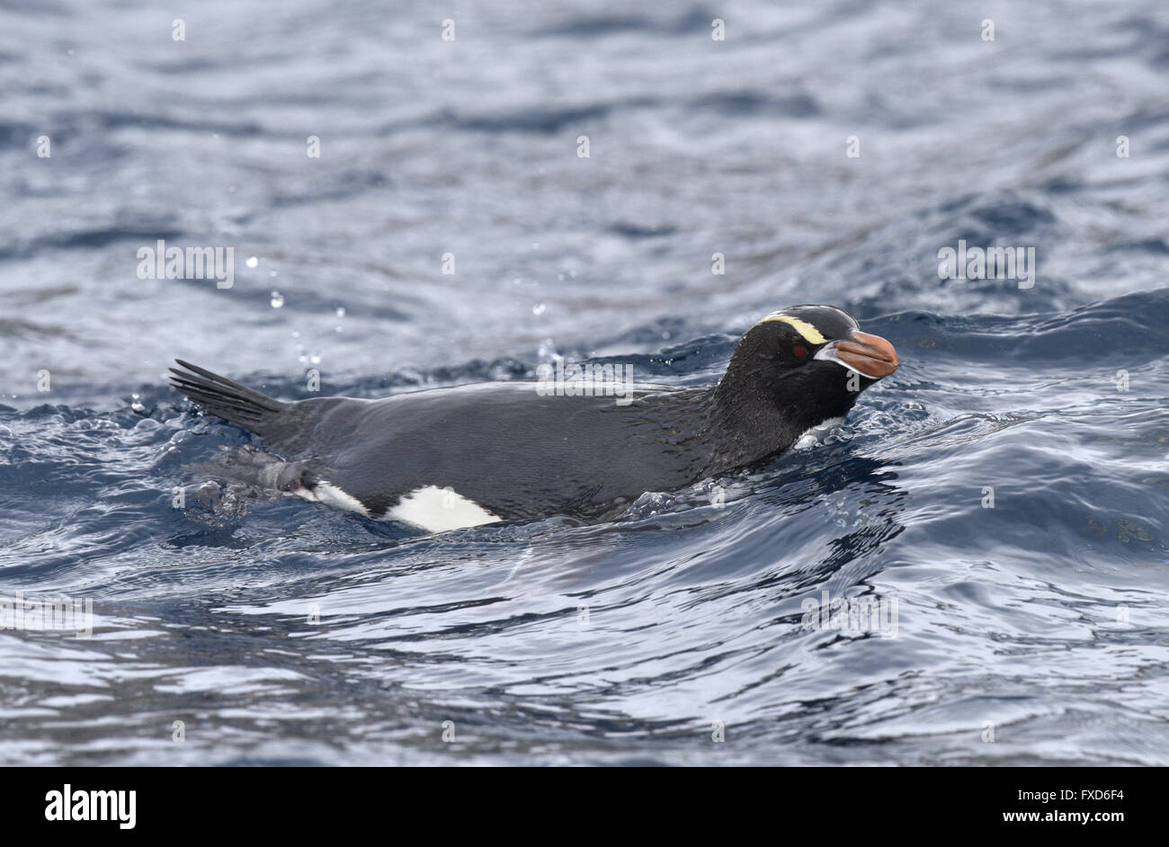 Erect-crested Penguin - Eudyptes sclateri Stock Photo - Alamy