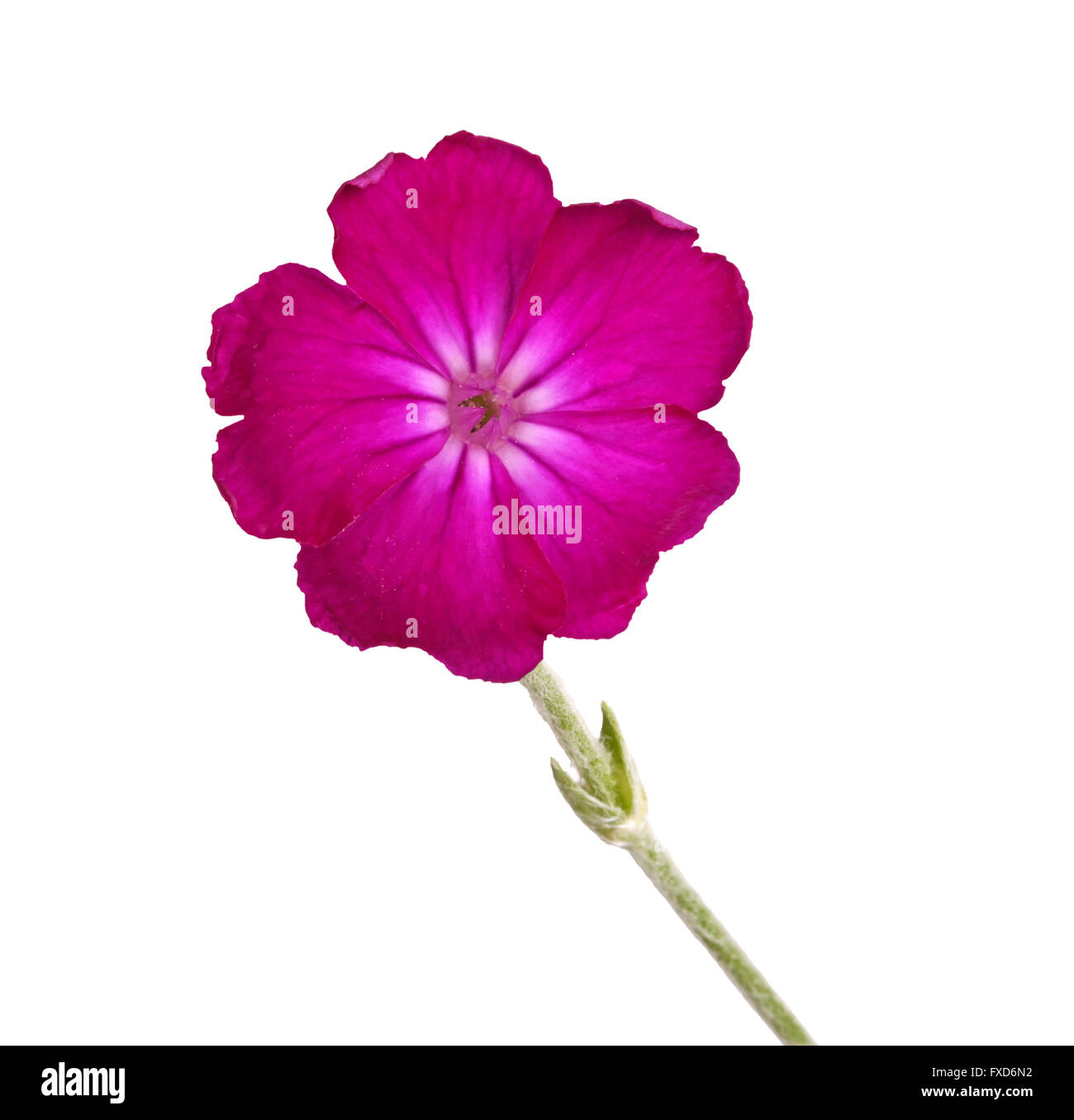 Dark purple Lychnis or rose campion flower isolated against white Stock Photo
