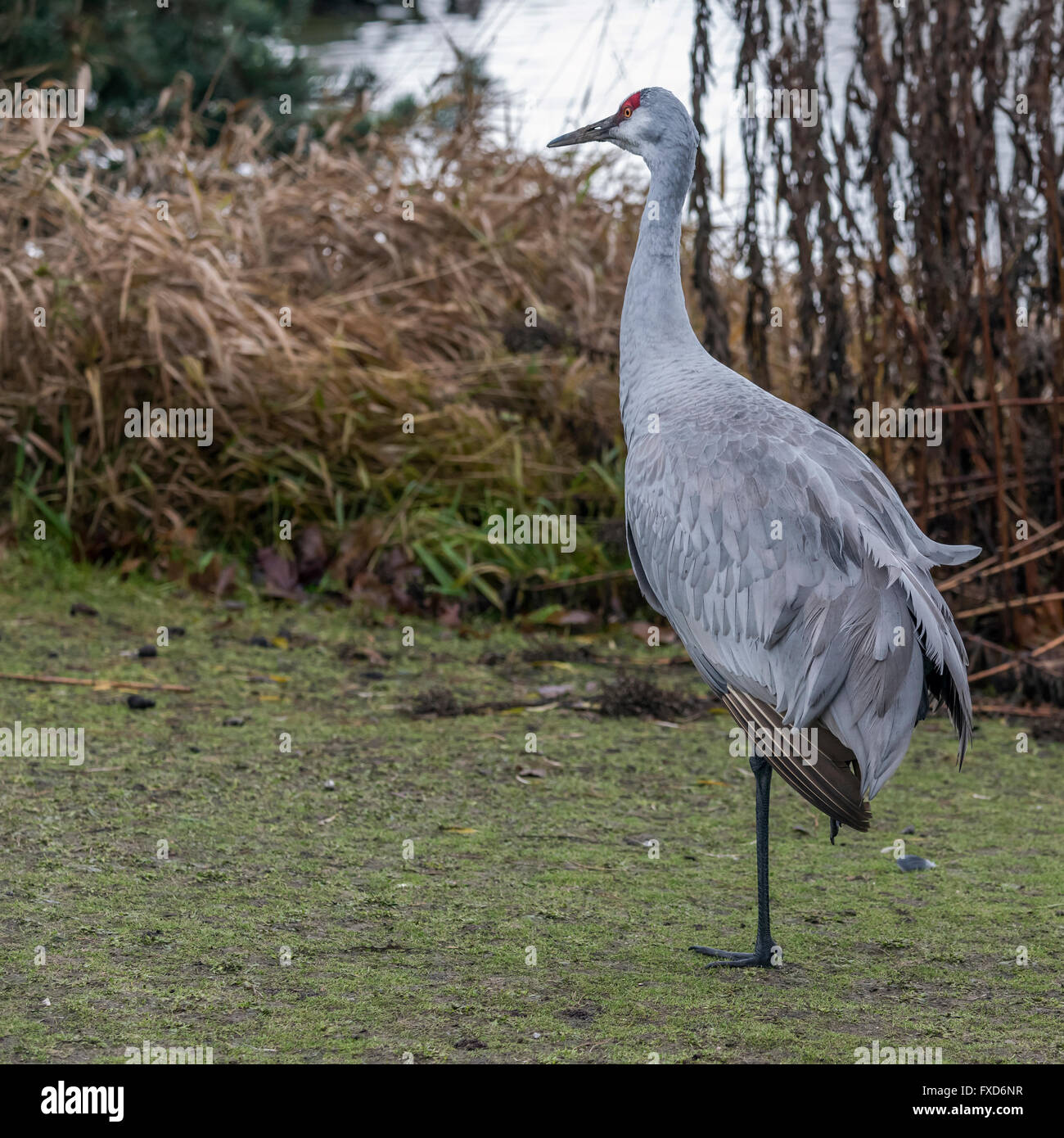 All 26+ Wallpapers why do cranes stand on one leg Excellent All 26+ Wallpapers why do cranes stand on one leg Excellent