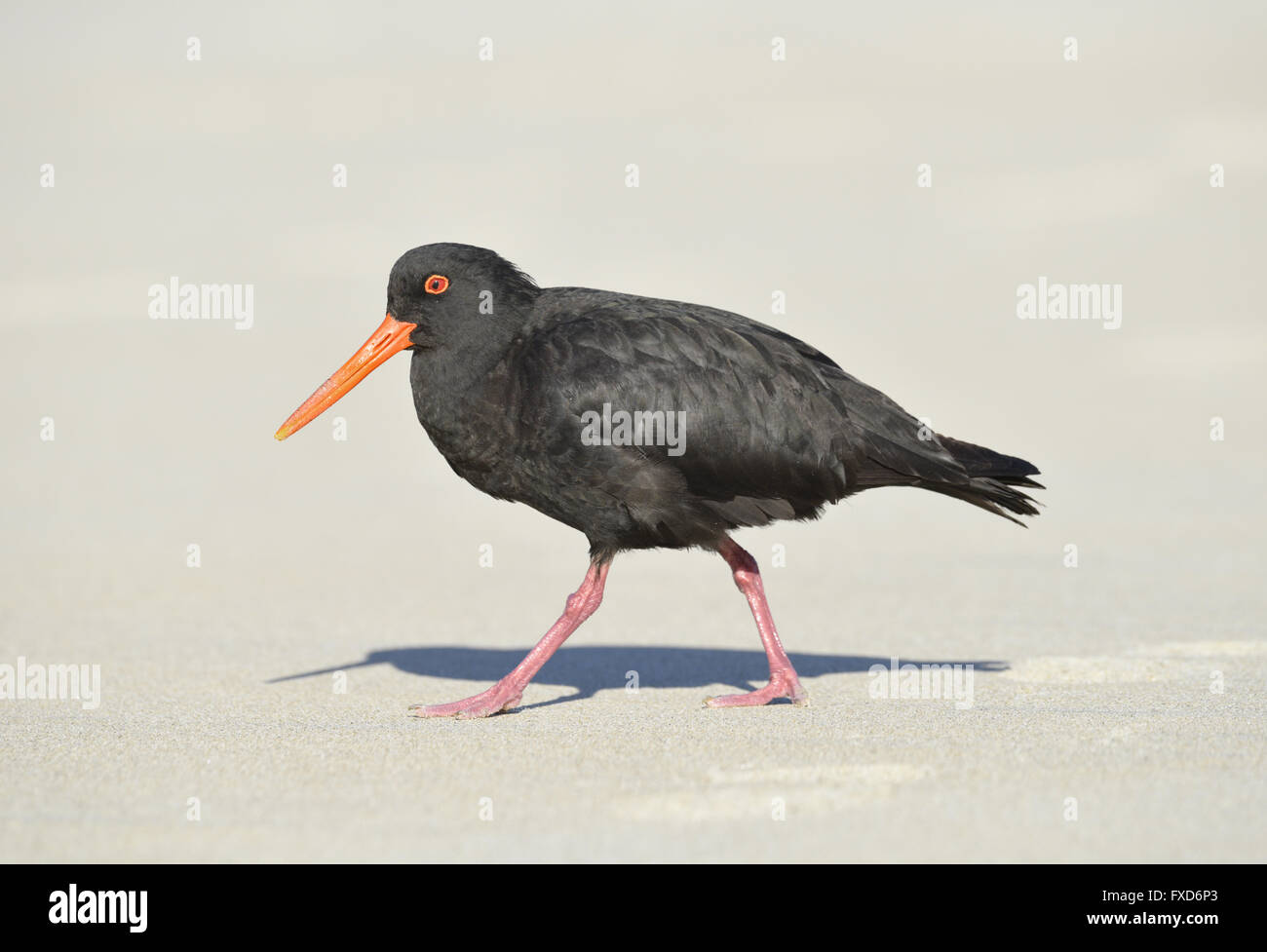 Variable Oystercatcher - Haematopus unicolor Stock Photo