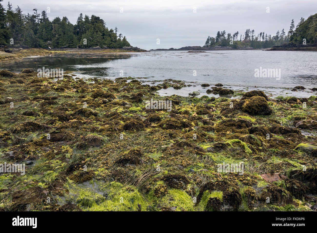 Terrace beach a low tide with sea weeds, Terrace Beach, Ucluelet, British Columbia, Canada Stock Photo
