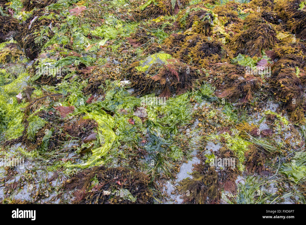 A variety of seaweeds, Terrace Beach at low tide, Ucluelet, British Columbia, Canada Stock Photo