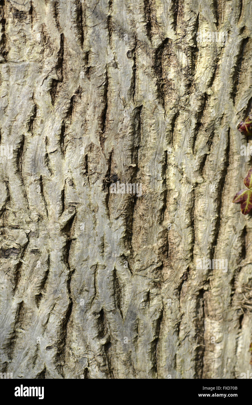 Common Walnut - Juglans regia Stock Photo