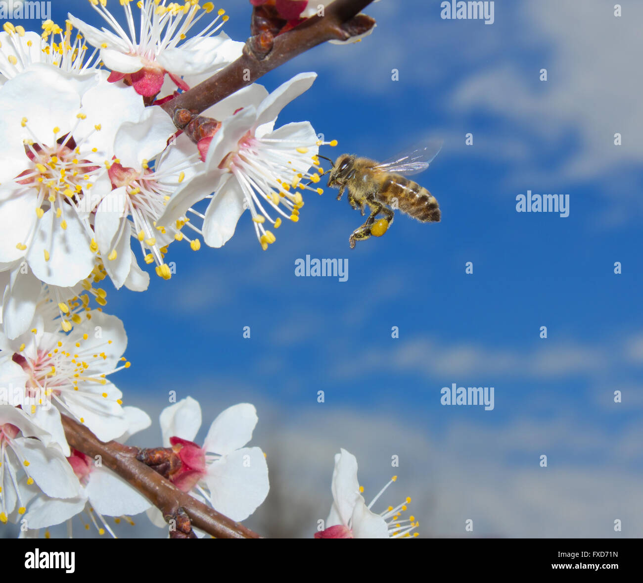 bee collecting pollen in blossoming tree in spring Stock Photo