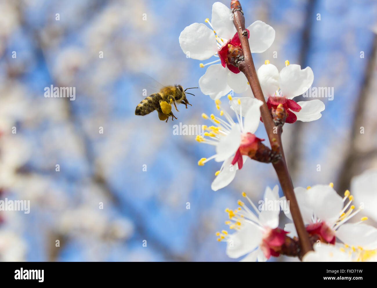 bee hovering and collecting pollen from flowers of apricot tree in spring Stock Photo