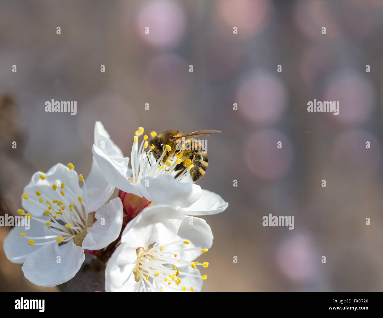 bee in blossoming cherry tree Stock Photo