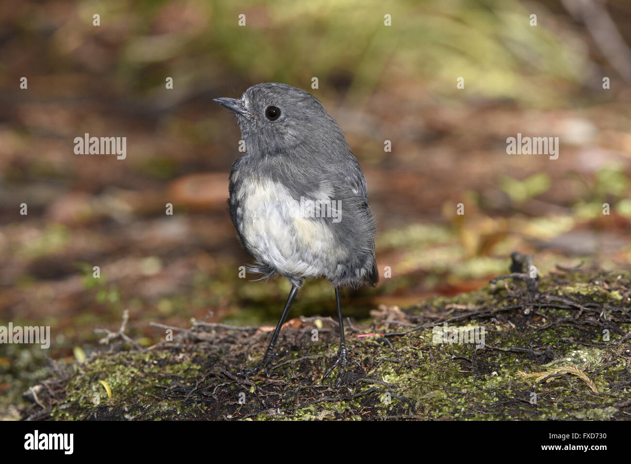 South Island Robin - Petroica australis Stock Photo