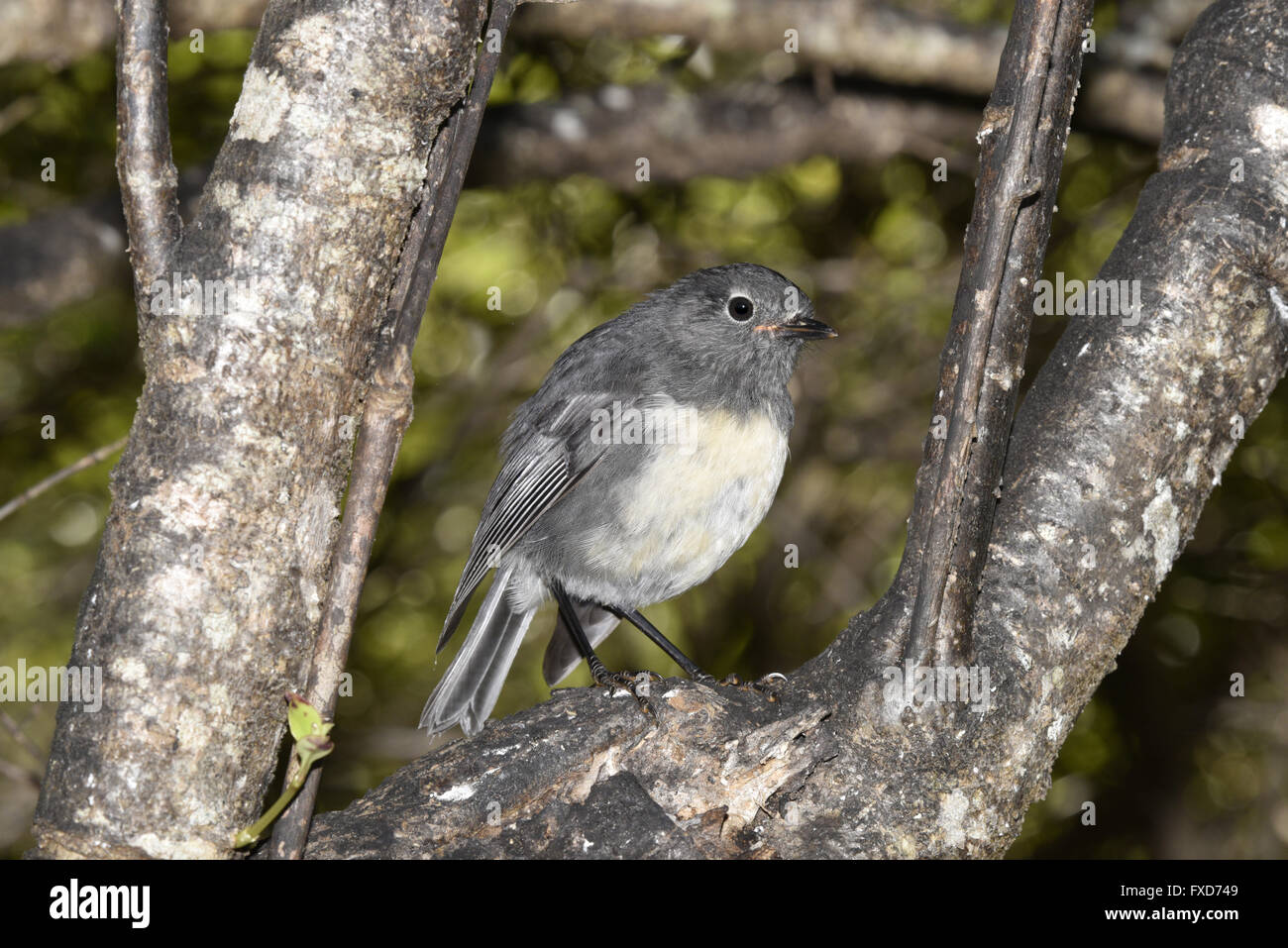 South Island Robin - Petroica australis Stock Photo