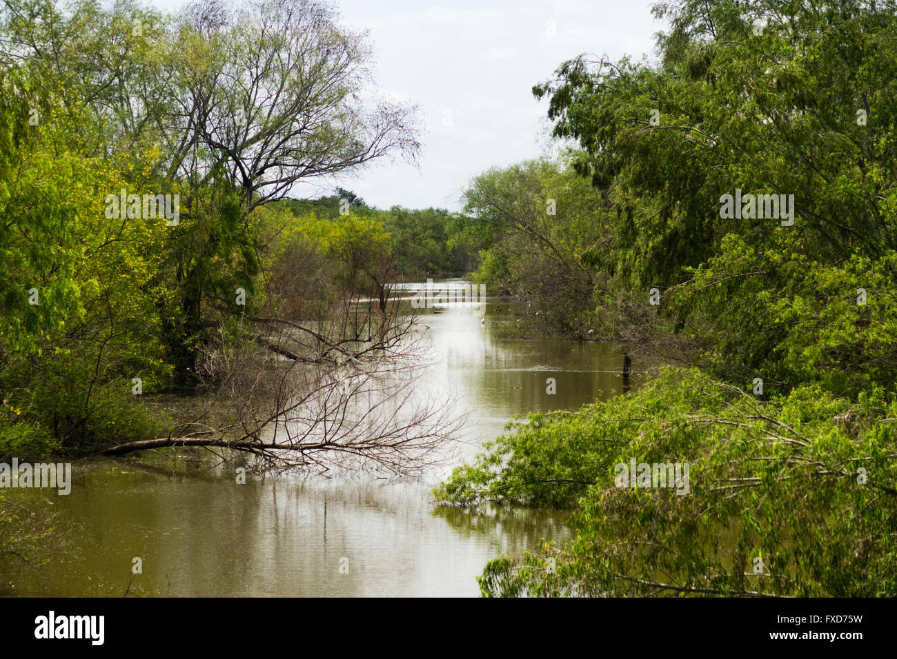 Resaca de La Palma State Park, in Brownsville, Texas in early spring. Various water birds enjoy the water in the background. Stock Photo