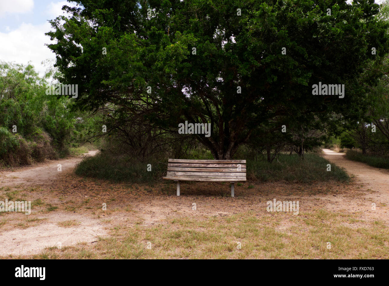 Worn, weathered park bench sits in the shade of an Ebony tree at the junction of  footpaths in the Resaca de La Palma State Park Stock Photo
