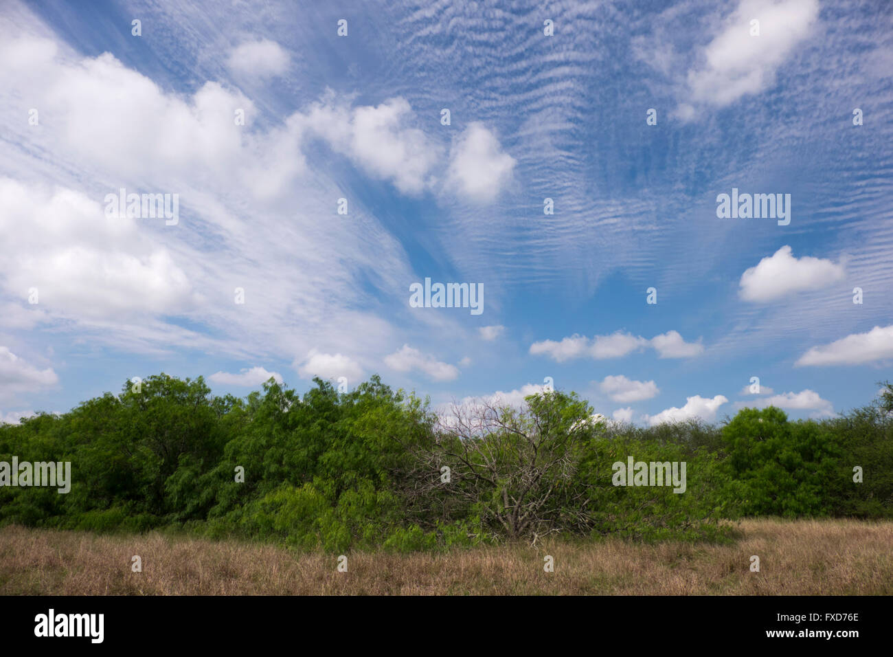 A thicket of Honey Mesquite and Ebony trees stand beneath a vivid blue sky, fluffy cirrus and cumulus clouds. Stock Photo