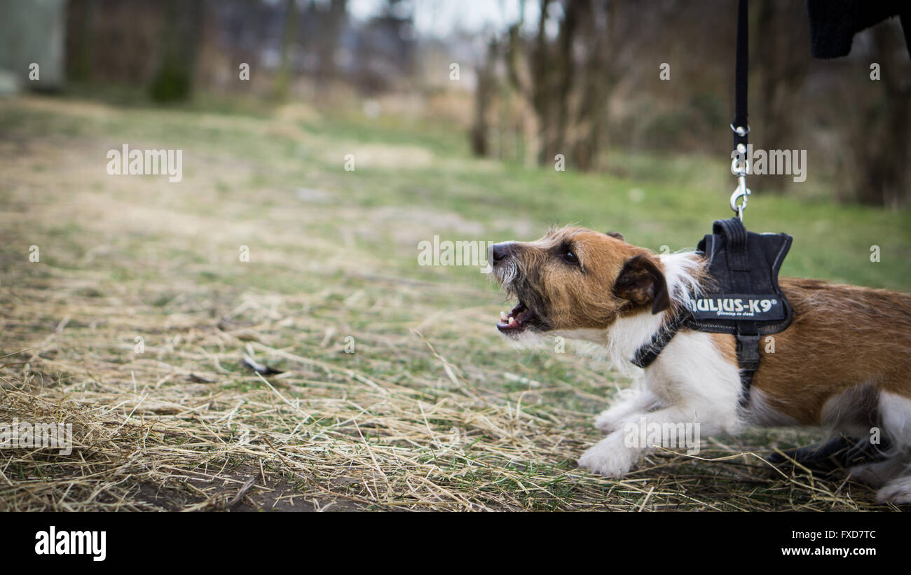 An angry dog on a tight leash Stock Photo