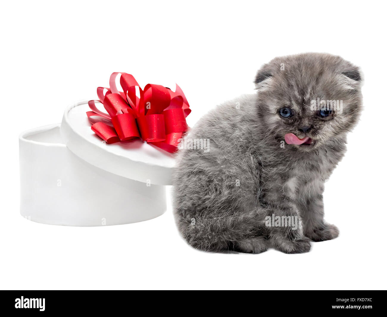 Scottish Fold kitten breed and white gift box Stock Photo Alamy