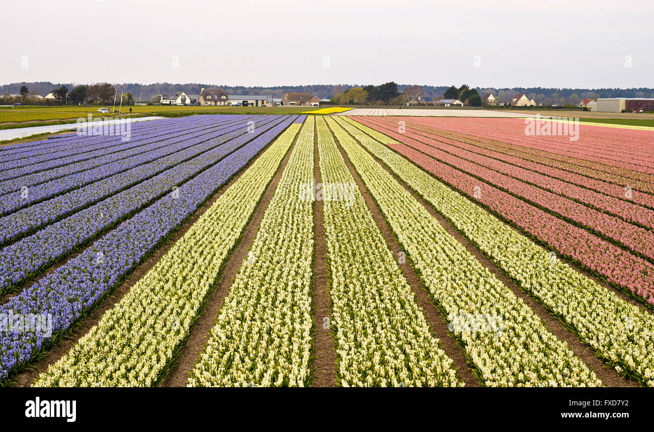 Flowerculture, field with Hyacinthus orientalis, Noordwijkerhout, Netherlands Stock Photo