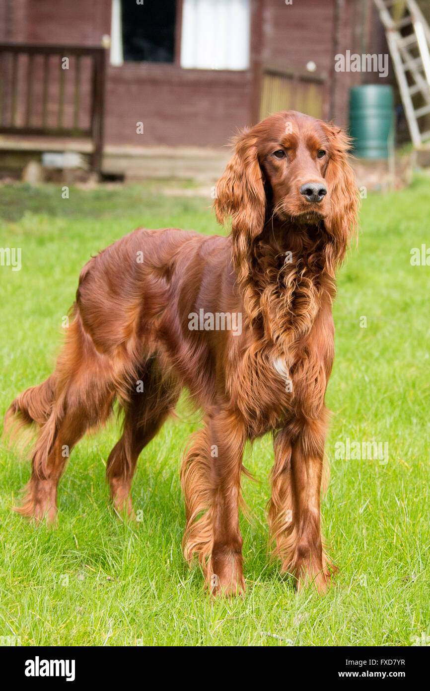 Red Setter / Irish Setter pet dog in Natural Setting Running and Playing in a domestic garden with a Tennis Ball, animal image Stock Photo