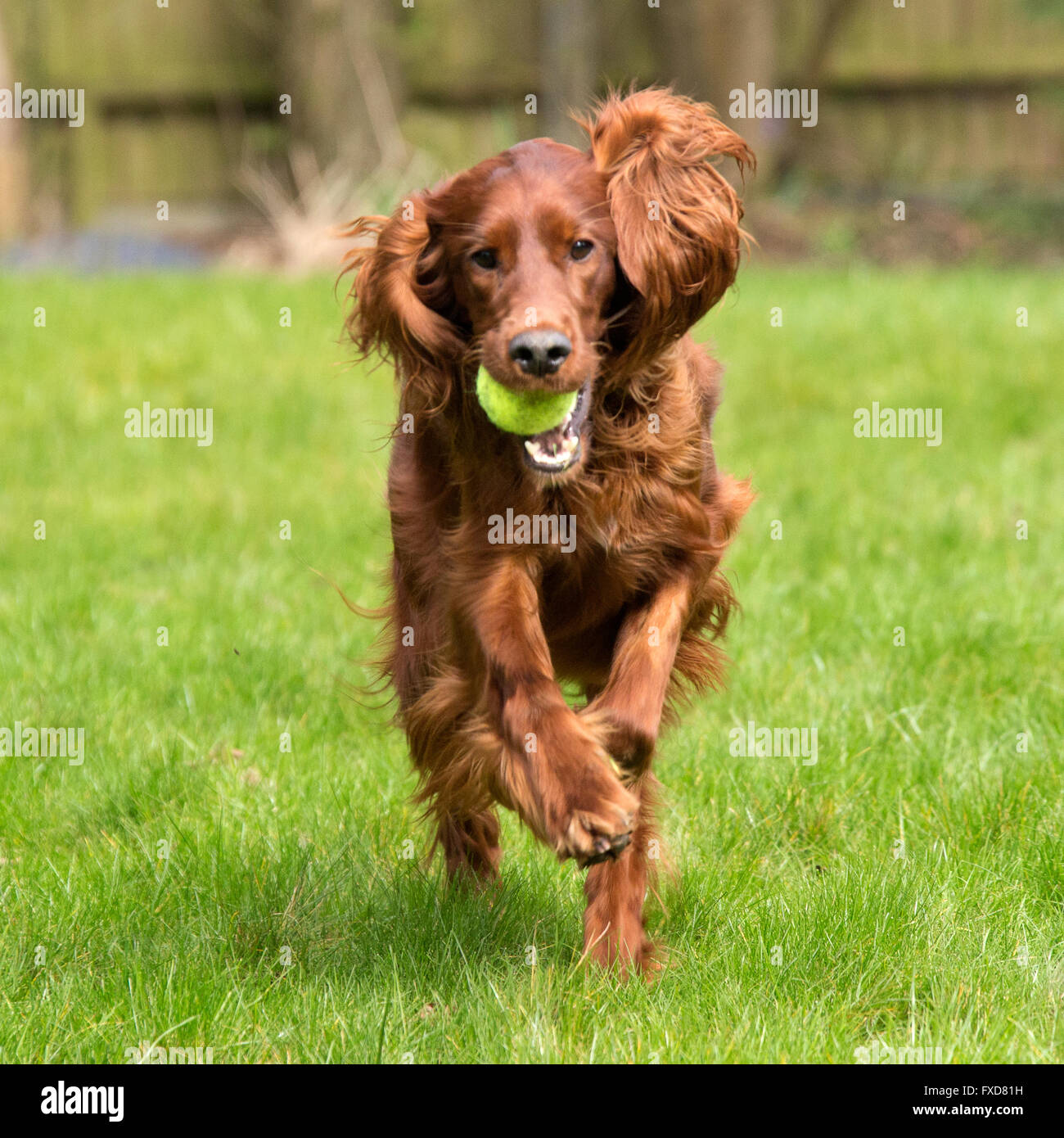 Red Setter / Irish Setter pet dog in Natural Setting Running and