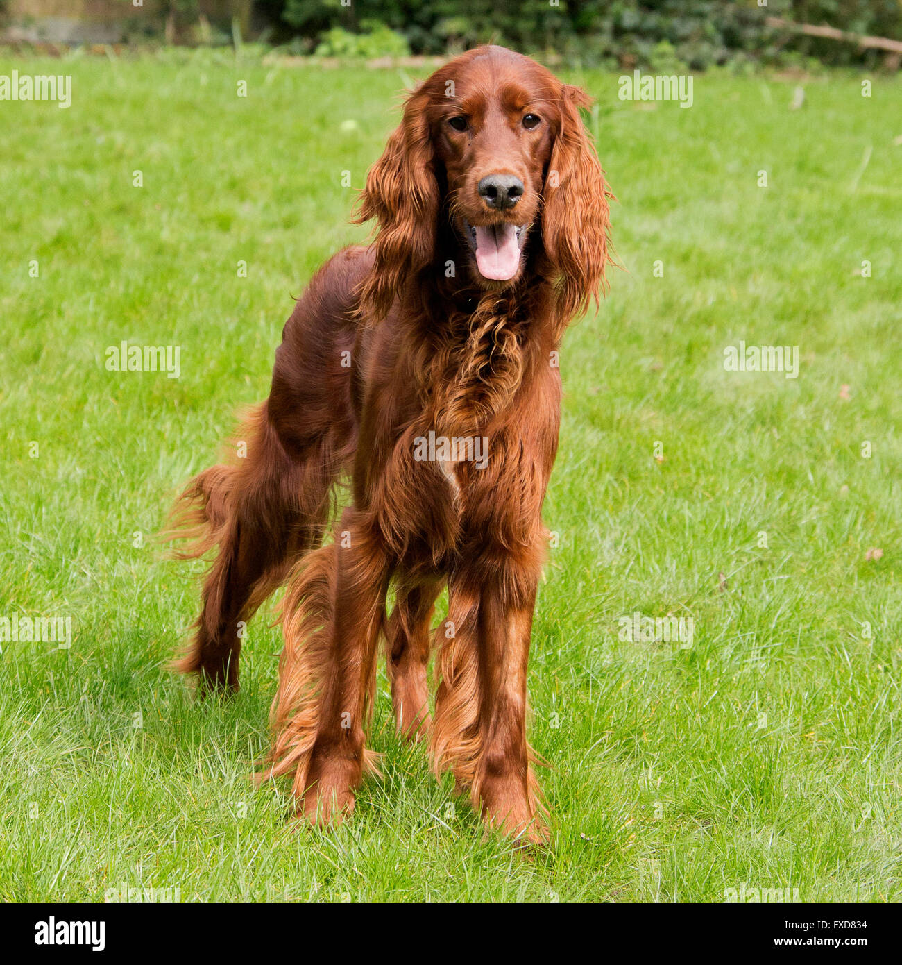 are irish setters good running dogs