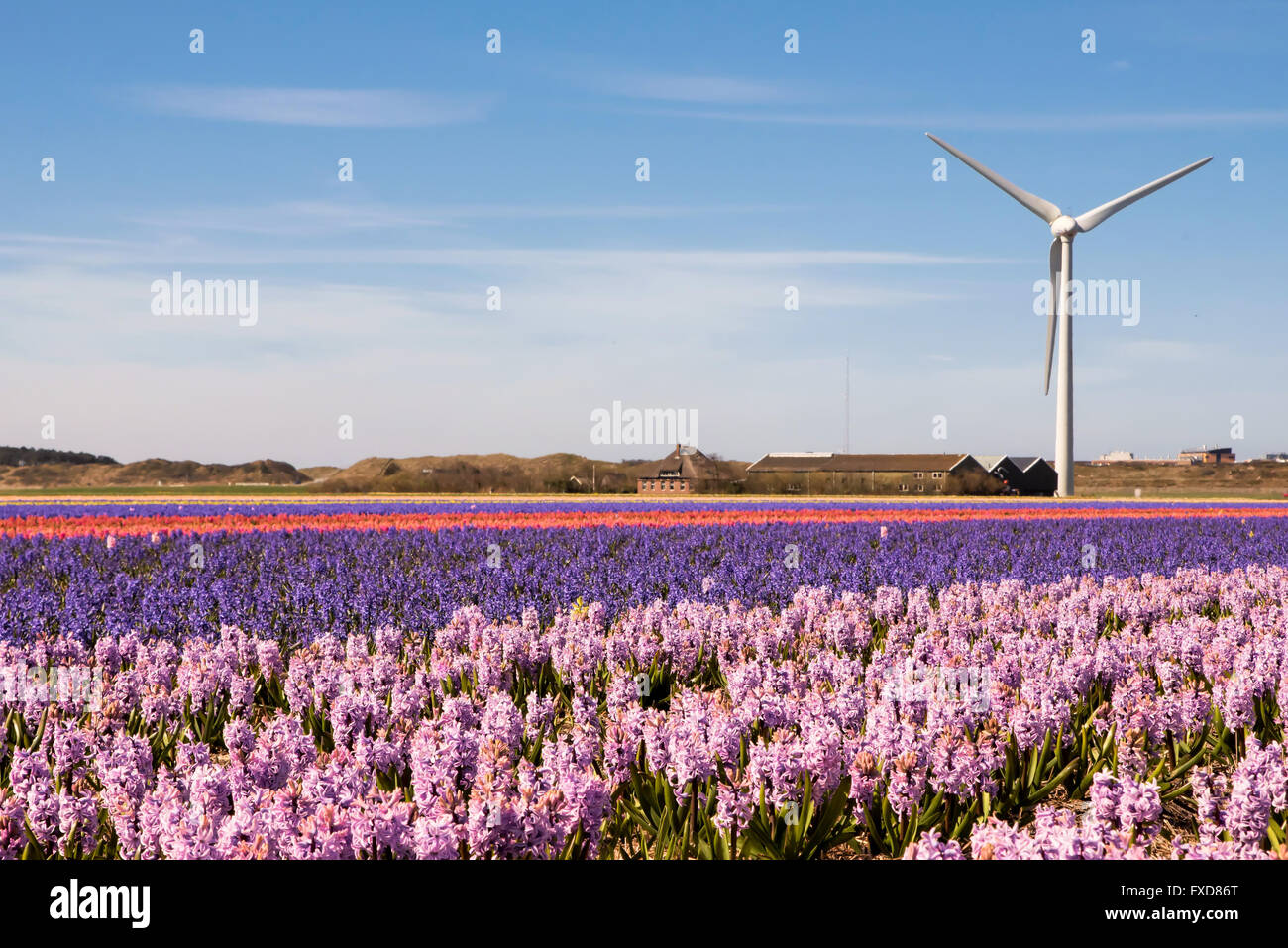 Flower Power a typical dutch springtime scene Hyacinths in a field with wind turbines producing green energy Stock Photo
