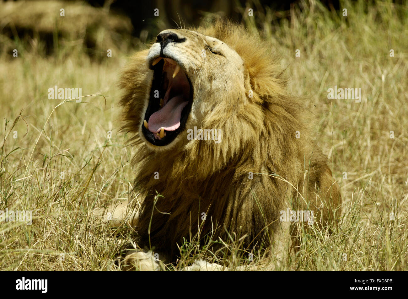 Lion yawning while resting after mating in the Serengeti Stock Photo
