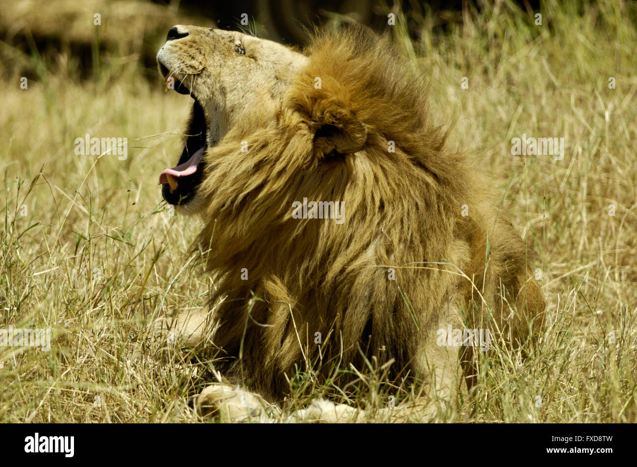 Lion resting after mating in the Serengeti Stock Photo
