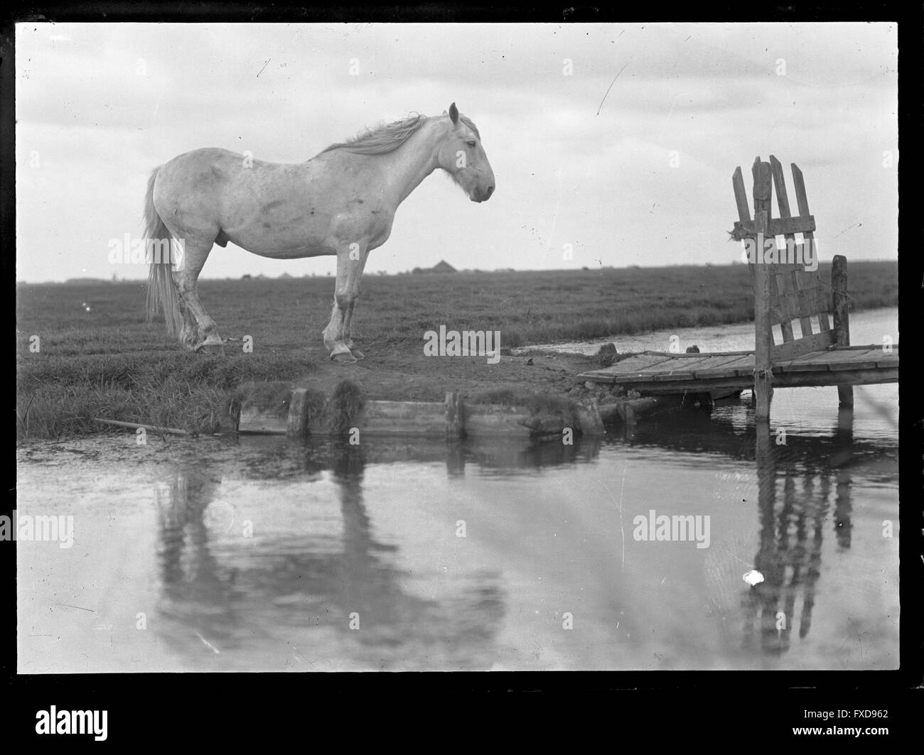 Einsames Pferd Stock Photo