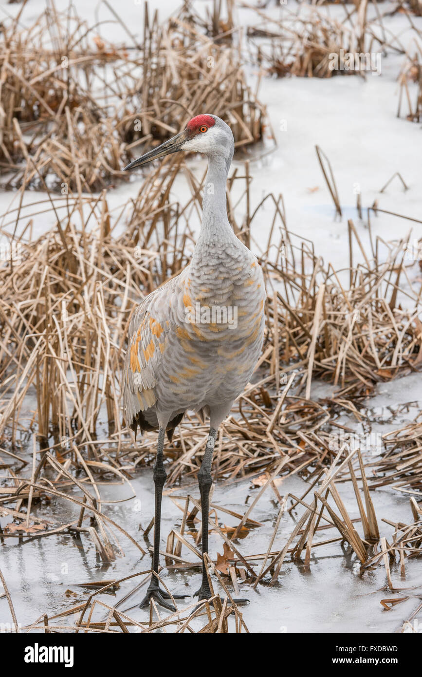 Sandhill Crane walking on frozen pond, Grus canadensis Early Spring