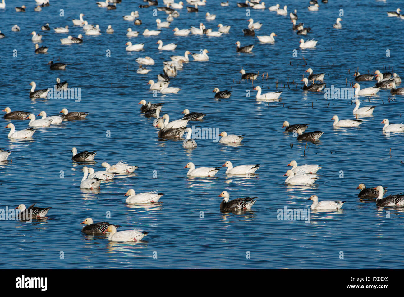 Flock of Lesser Snow Goose adult (Chen caerulescens) Spring migration, Squaw Creek National Wildlife Refuge Missouri USA Stock Photo