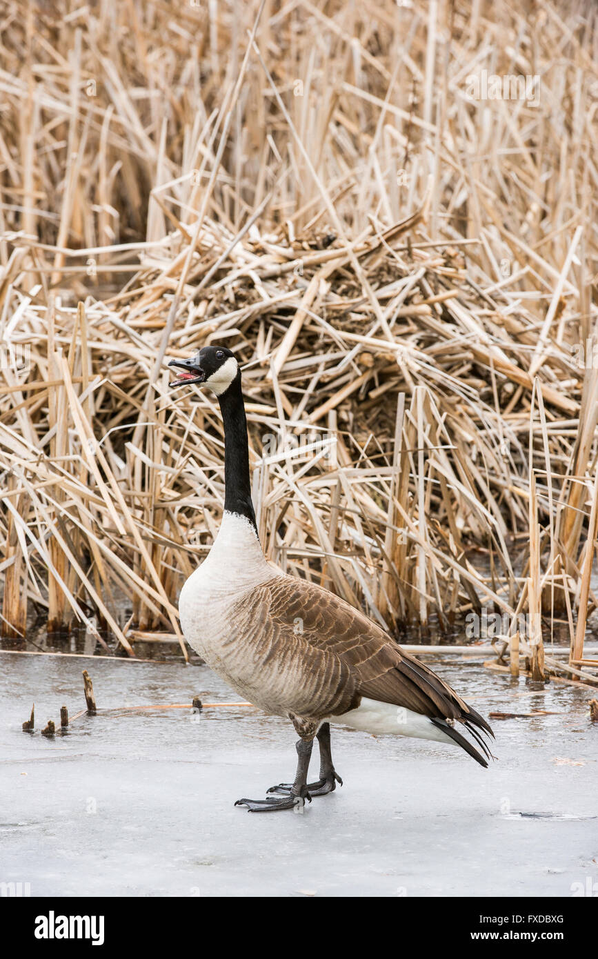 Canada Goose Branta canadensis walking on frozen pond, late Winter, early Spring, Michigan USA Stock Photo