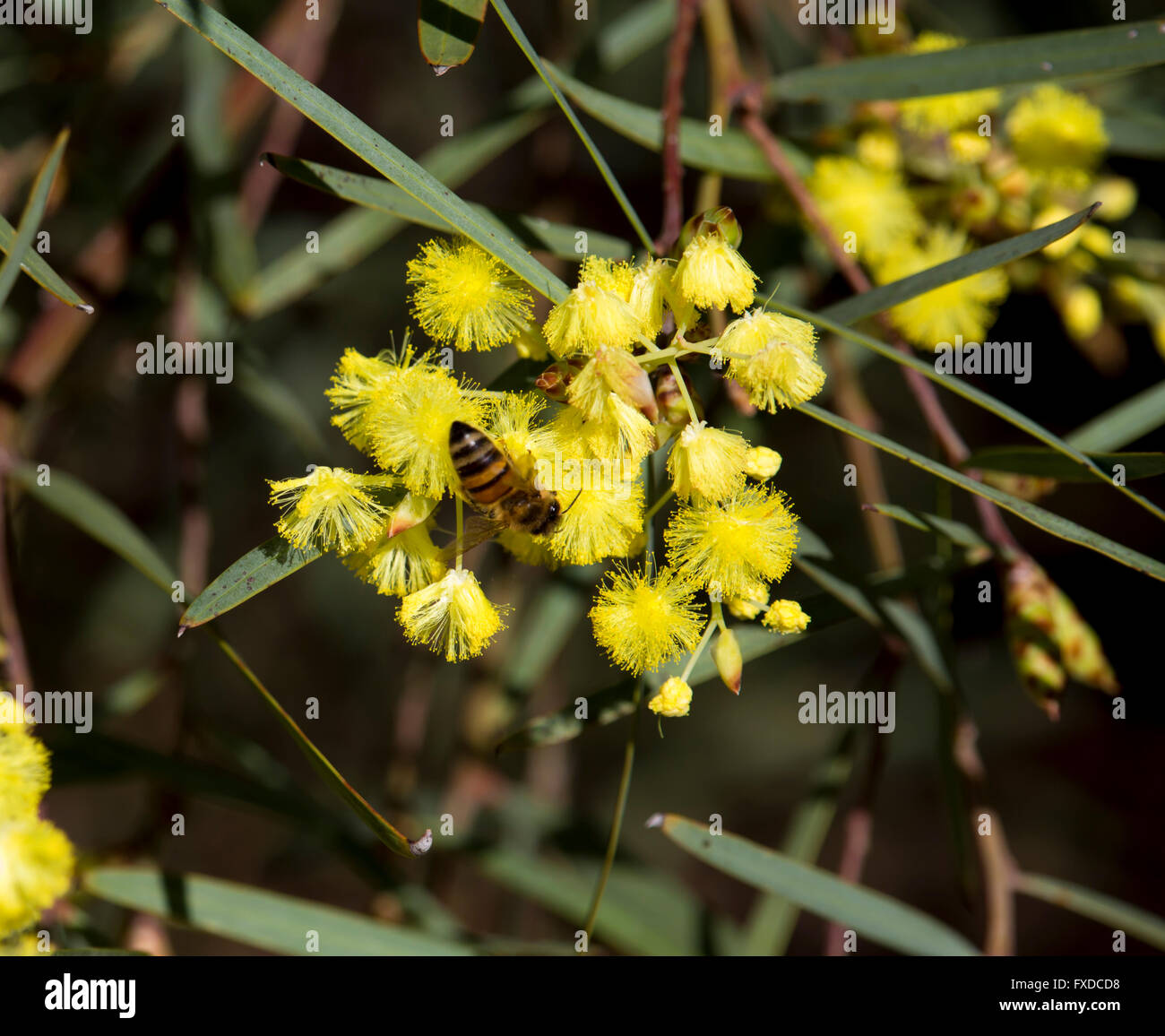 Australian native bee hive hires stock photography and images Alamy