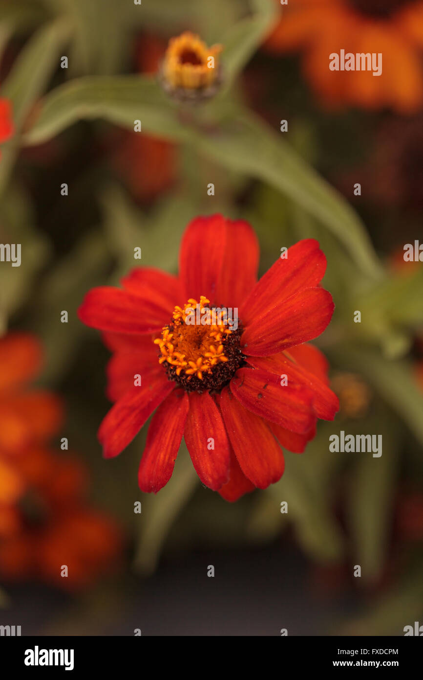 Red orange cosmos daisy blooms in a botanical garden in Laguna Beach