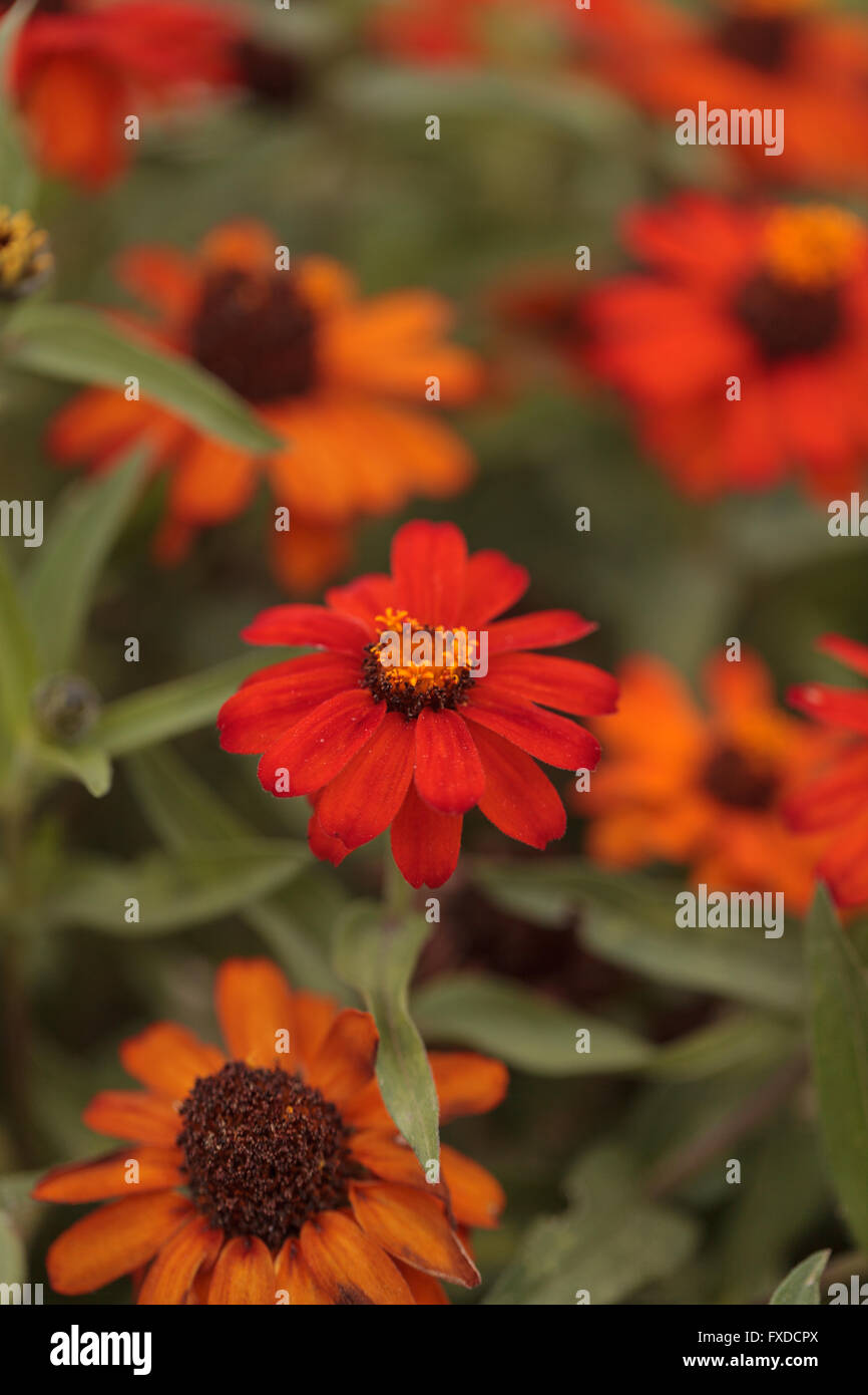 Red orange cosmos daisy blooms in a botanical garden in Laguna Beach