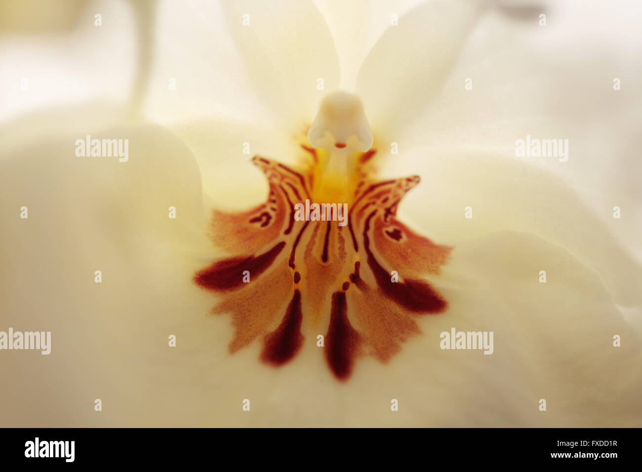 Macro of the deep red pattern on a white pansy orchid Miltoniopsis background in spring. Stock Photo