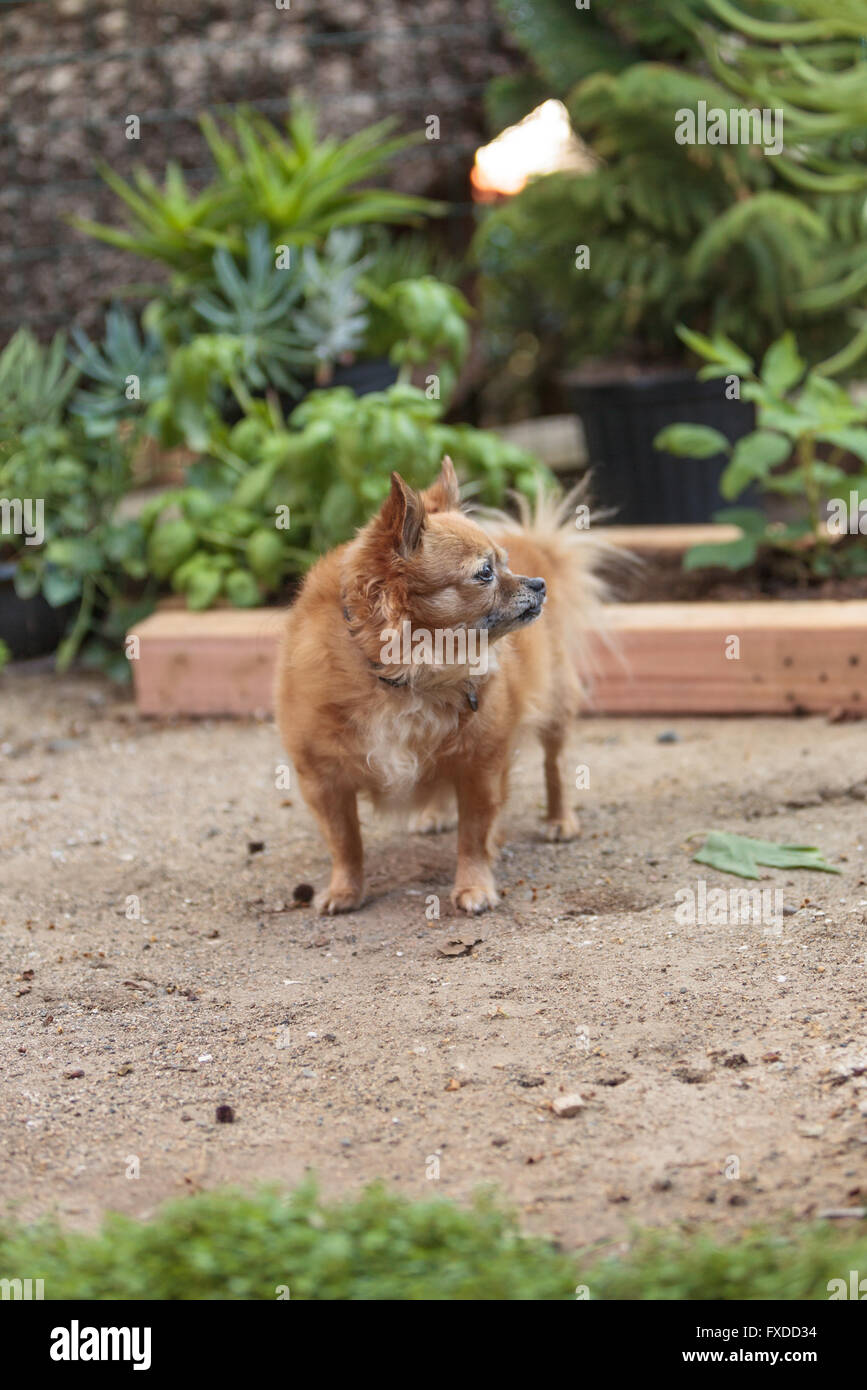 Pomeranian and Chihuahua mix dog explores the garden in Laguna Beach, California. Stock Photo