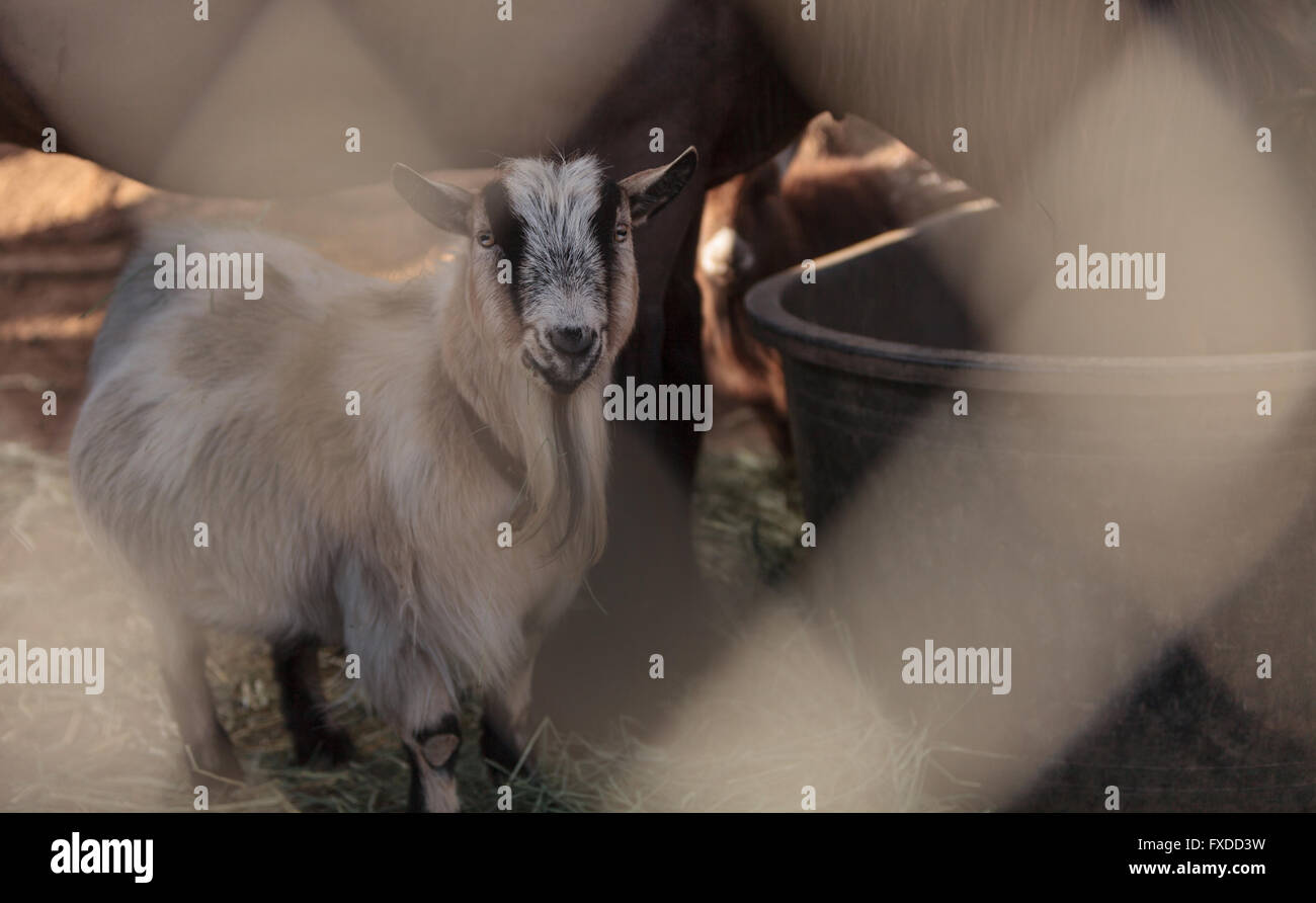Toggenburg goat eats hay next to his horse companion at a barn on a farm. Stock Photo